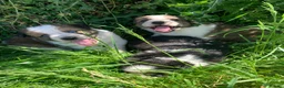 Border Collie dogs for sale: 4 gorgeous Border Collie Puppies - Advert 6