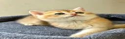 British Shorthair cats for sale: TICA BSH golden shaded boy and girl - Advert 7