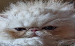 Persian cats for sale: Stunning pure bred persian kittens - Image 6
