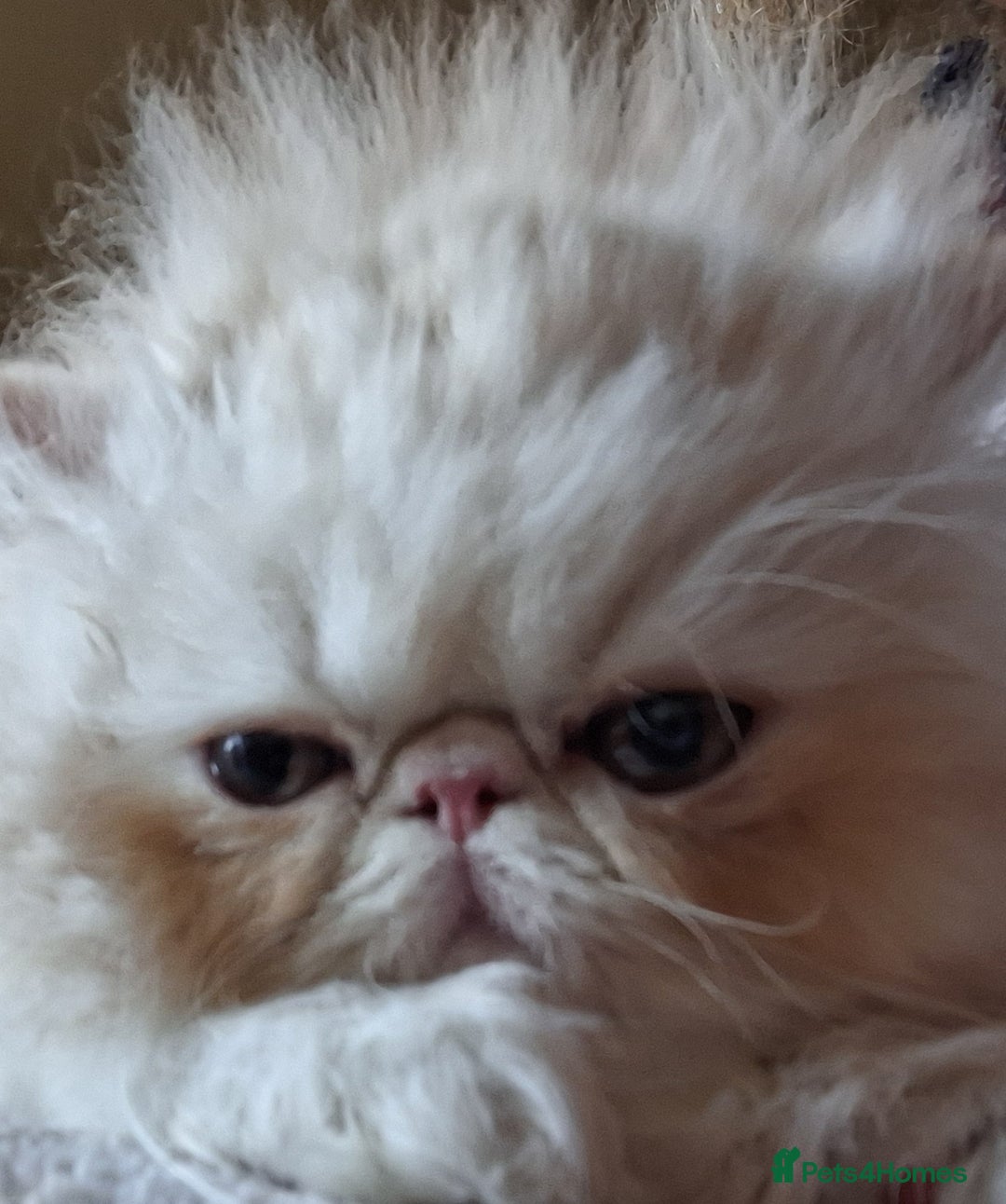 Persian cats for sale: Stunning pure bred persian kittens - Image 6