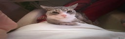 American Shorthair cats for sale: kitten for sale - Advert 3