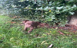 Patterdale Terrier dogs for sale: Parrerdale - Image 18