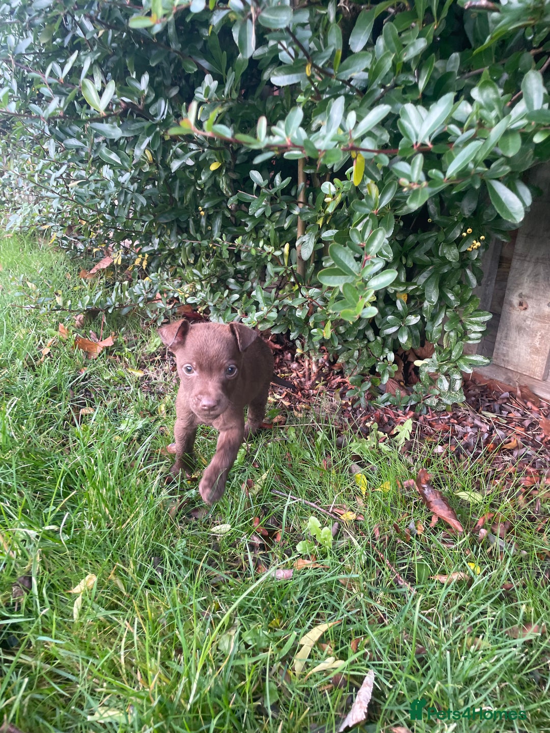 Patterdale Terrier dogs for sale: Parrerdale - Image 18