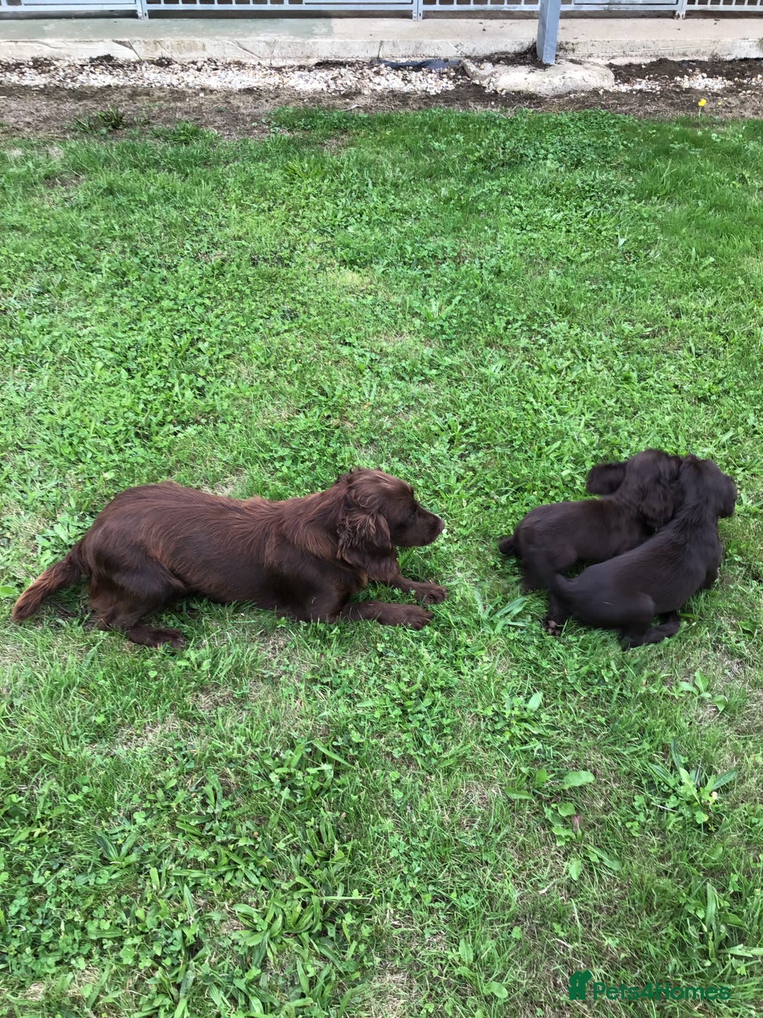 Cocker Spaniel dogs for sale: Stunning Cocker Spaniel girls, working lines. - Image 6