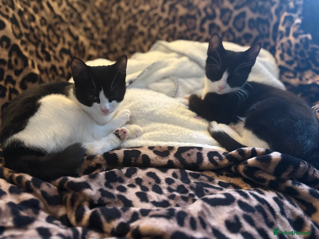 Mixed Breed cats for sale: Two black and white female kittens - Advert 1