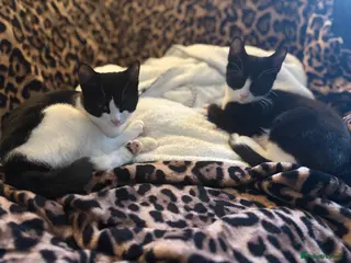 Mixed Breed cats Two black and white female kittens - Advert 11