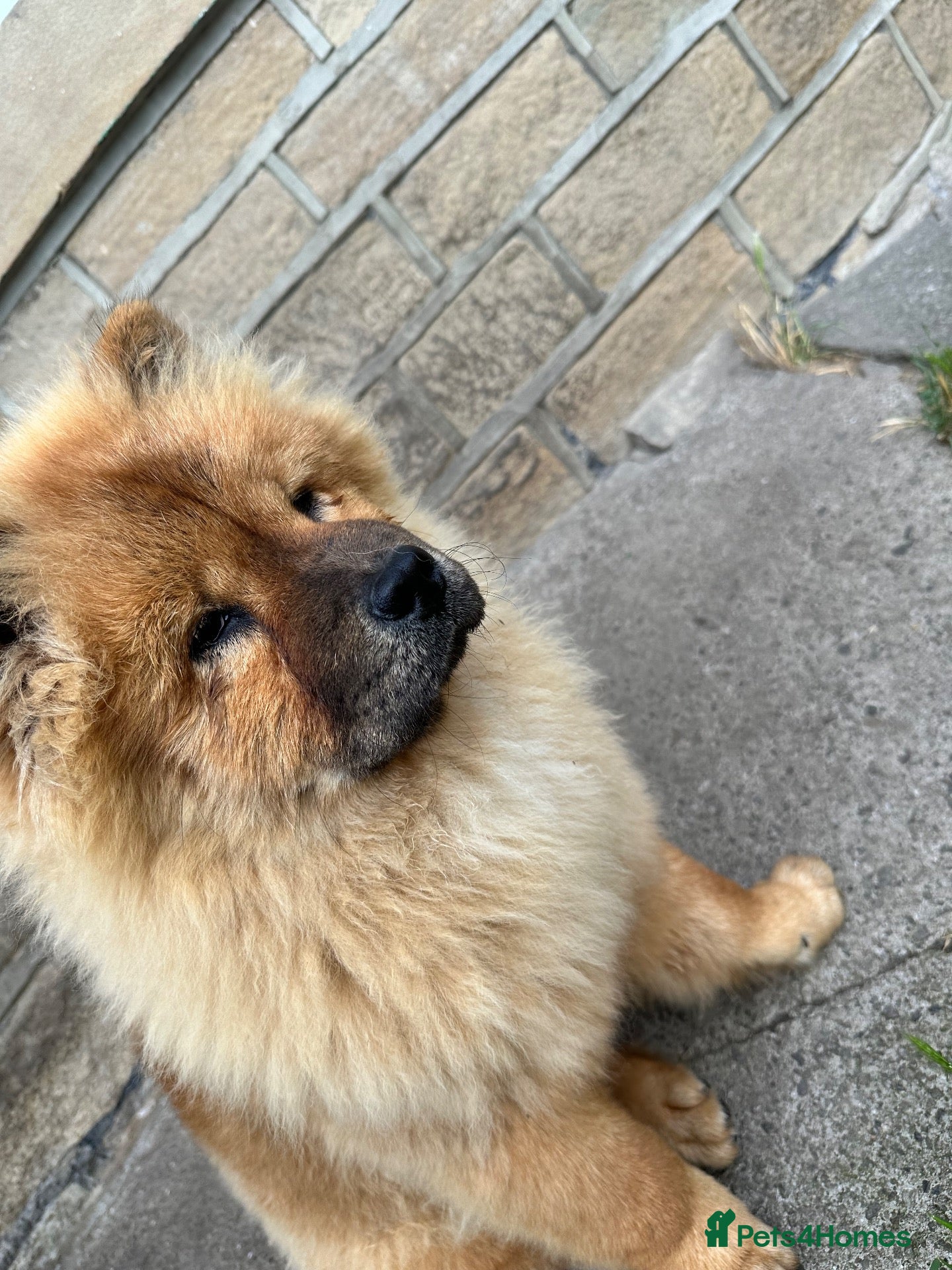 Chow Chow dogs Chow chow  - Advert 1