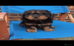 Cavapoo dogs for stud: Extensively Heath Tested Deep Red Min Poodle in Mansfield - Image 27