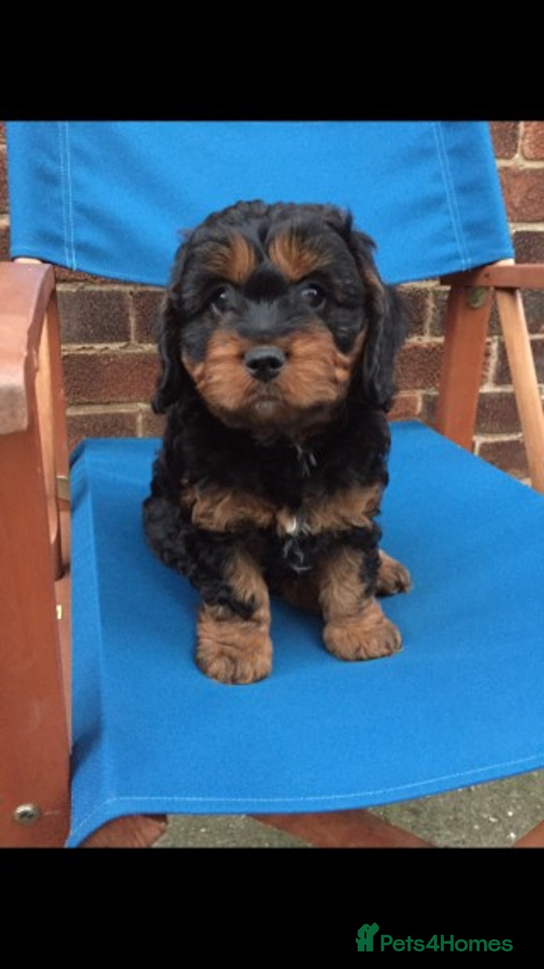 Cavapoo dogs for stud: Extensively Heath Tested Deep Red Min Poodle in Mansfield - Image 27