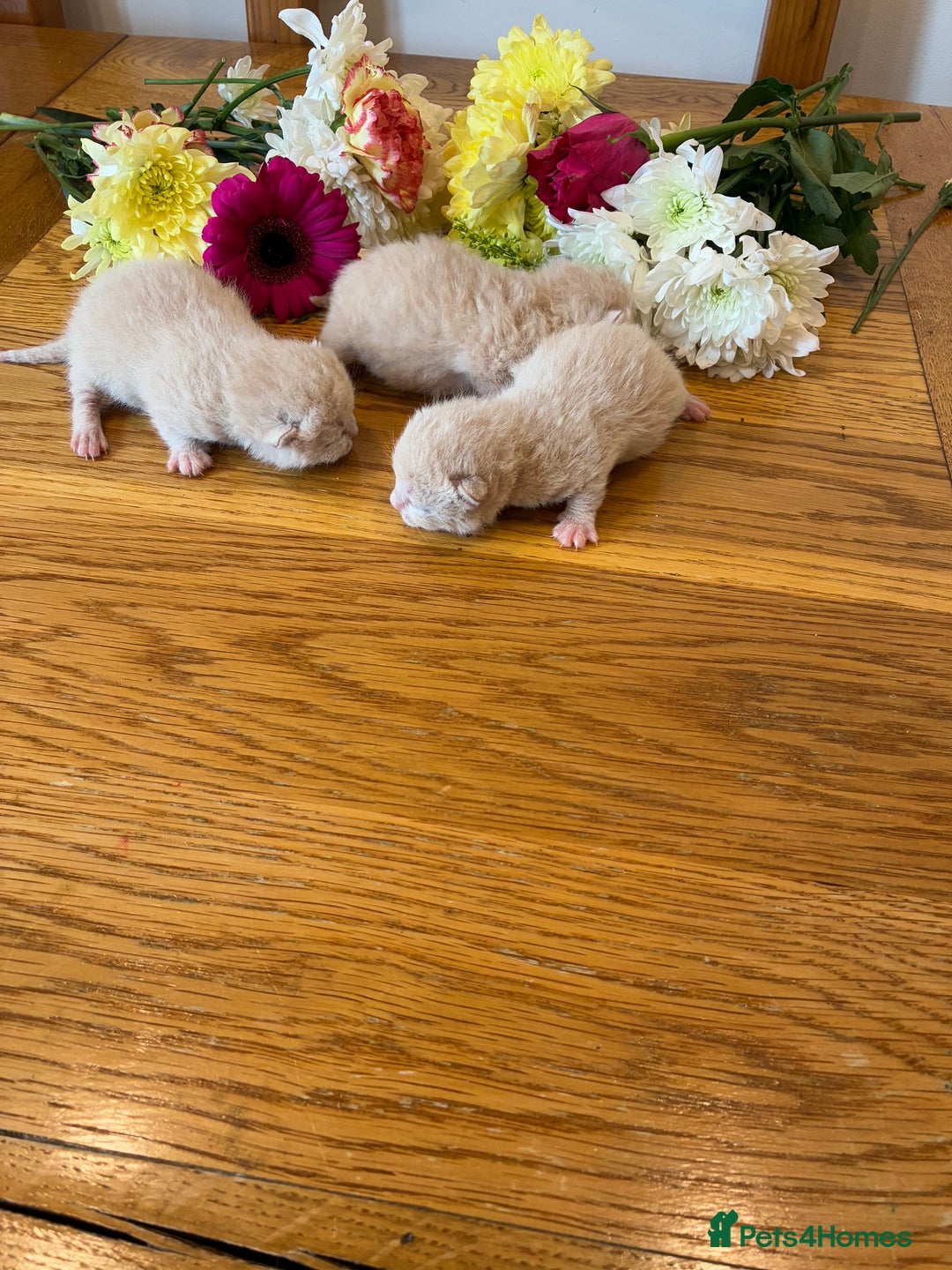 British Shorthair cats for sale: 5 TICA BRITISH SHORTHAIRED KITTENS - Image 1