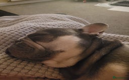 French Bulldog dogs for sale: French bulldog needs rehoming  - Image 4