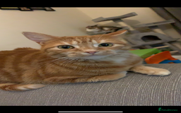 Domestic Shorthair cats for sale: Rehome Cats  - Image 2