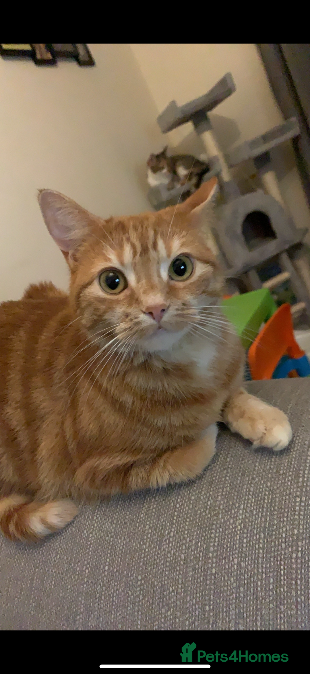 Domestic Shorthair cats for sale: Rehome Cats  - Image 2