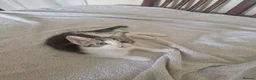Mixed Breed cats for sale: Kitten for sale  - Advert 2