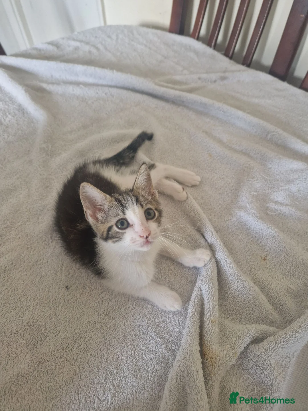Mixed Breed cats for sale: Kitten for sale  - Advert 2