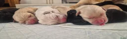 Labrador Retriever dogs for sale: Labrador puppies in Sunderland - Advert 4