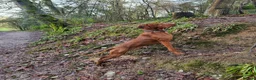 Hungarian Vizsla dogs for stud: KC Hungarian Vizsla for Stud - Advert 5