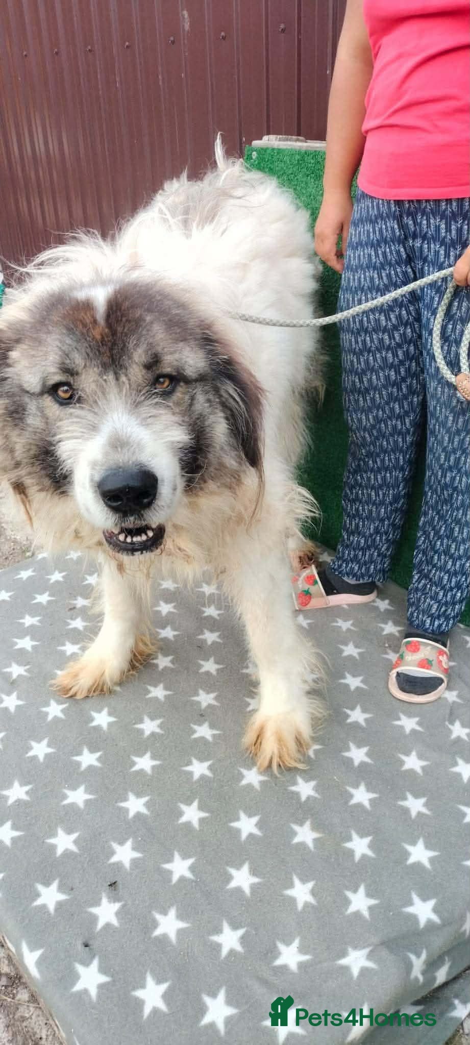 Mixed Breed dogs 🐶Meet haiduc, one big fluffball 😍 - Advert 13