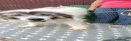 Mixed Breed dogs for adoption: 🐶Meet haiduc, one big fluffball 😍 - Advert 3