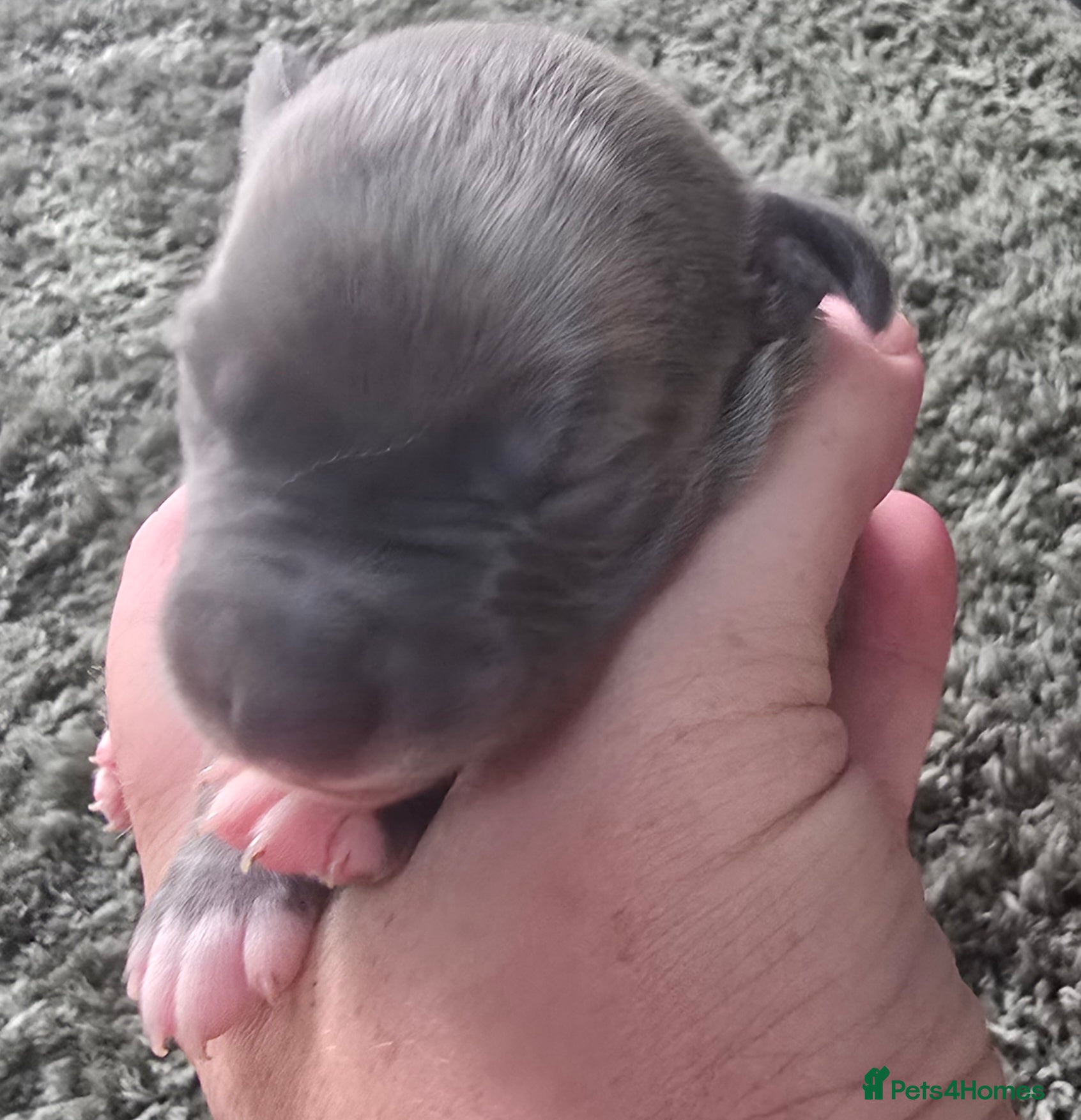 Whippet dogs Beautiful kc puppies not ready for 8 weeks  - Advert 2