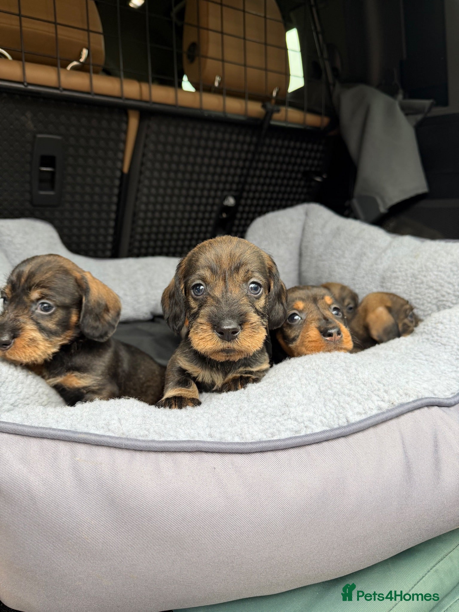 Dachshund dogs Wire haired Teckles  - Advert 2