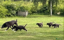 Mixed Breed dogs for sale: Border collie x Malinios x Greyhound - Image 2