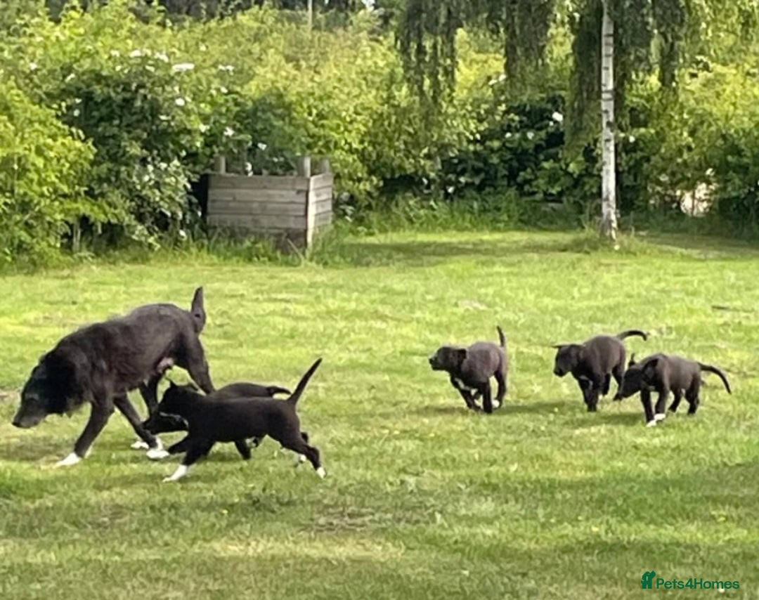 Mixed Breed dogs for sale: Border collie x Malinios x Greyhound - Image 2