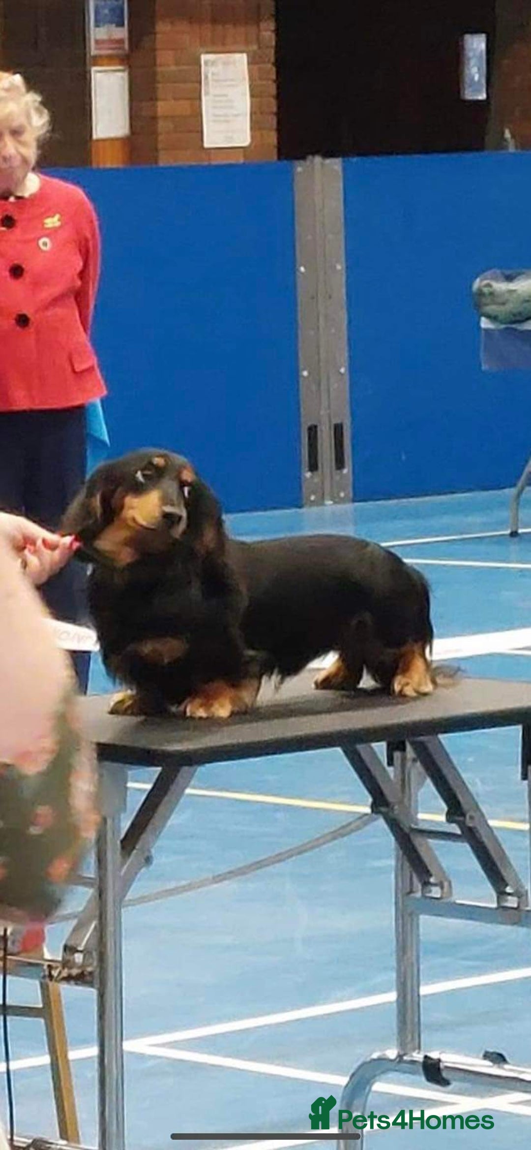 Miniature Dachshund dogs for sale: Handsome quality long haired male available  - Image 28