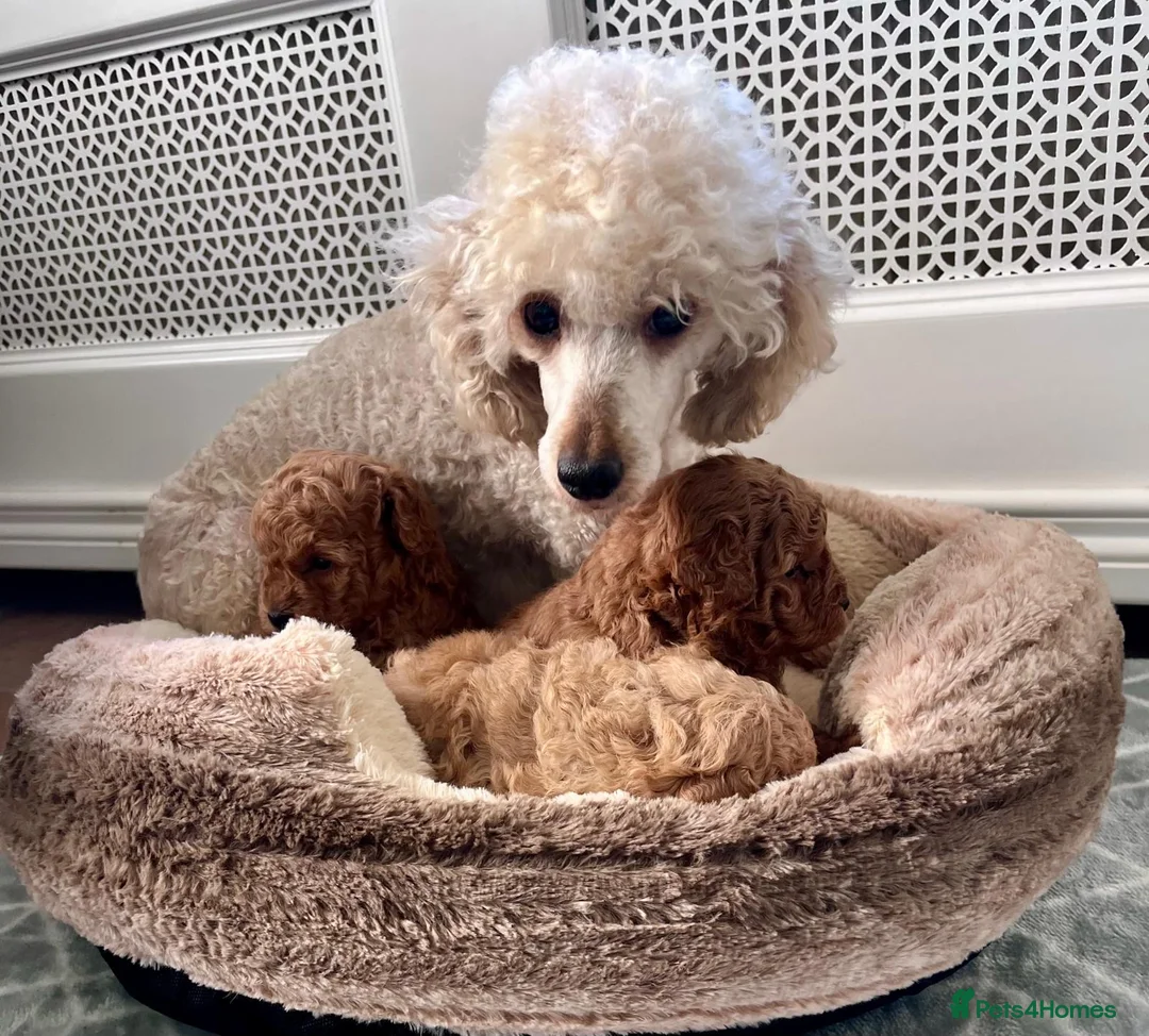 Cockapoo dogs for sale: Stunning F2B pups.  - Advert 2