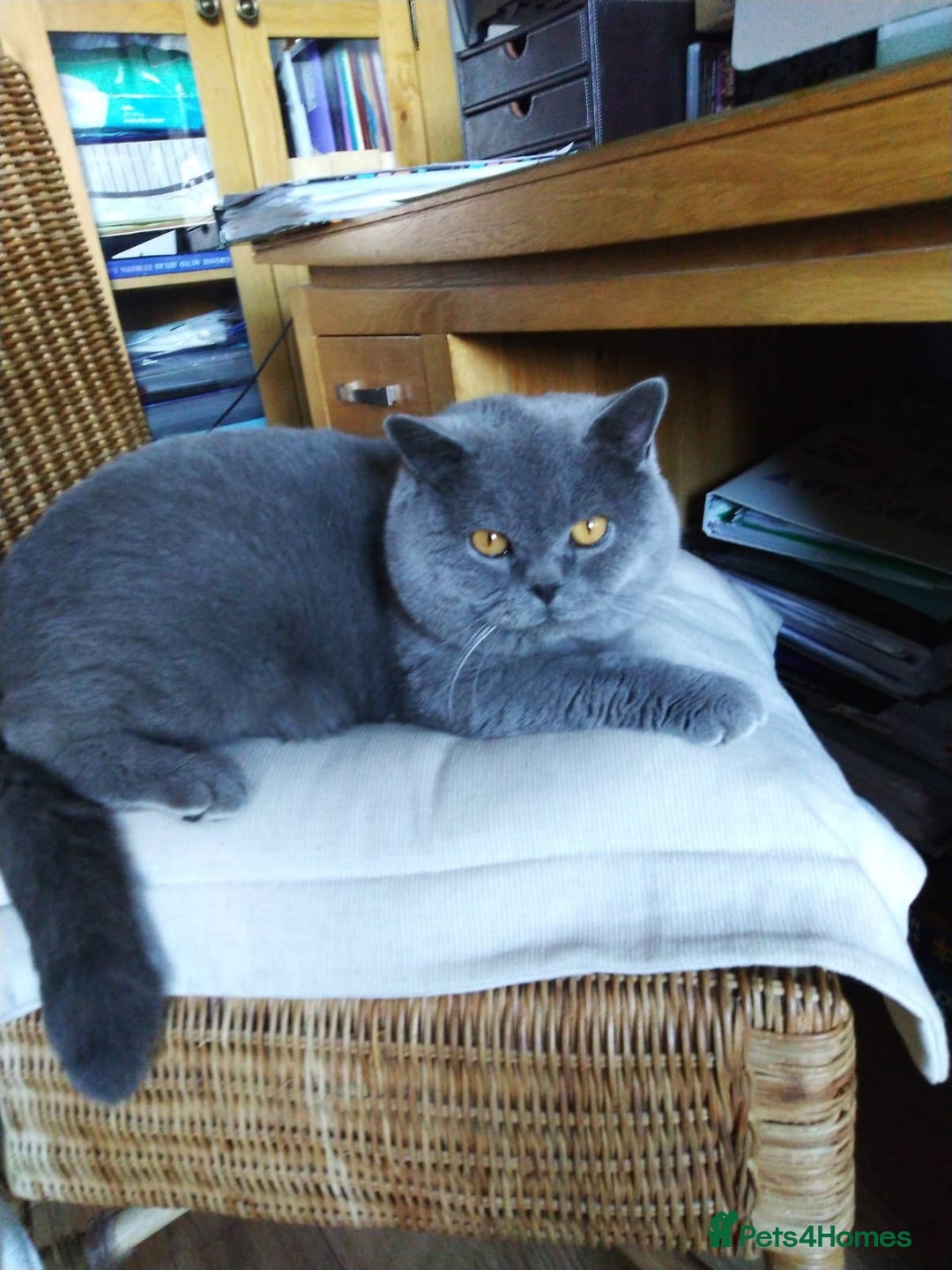 British Shorthair cats for sale: Blue British shorthairs kittens with GCCFpedigree - Advert 13