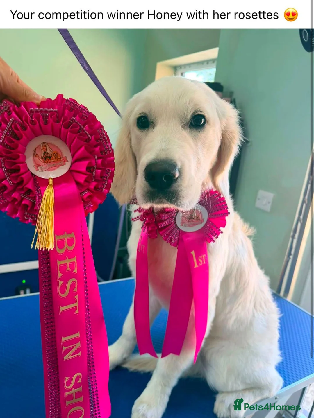 Golden Retriever dogs for sale: KC Golden Retriever Puppies 1x GIRL LEFT   - Advert 2