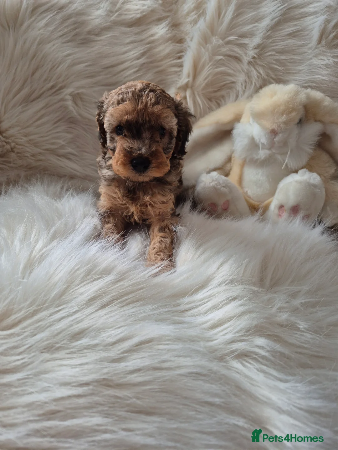 Cockapoo dogs for sale: F1B COCKAPOO PUPPIES  - Advert 1