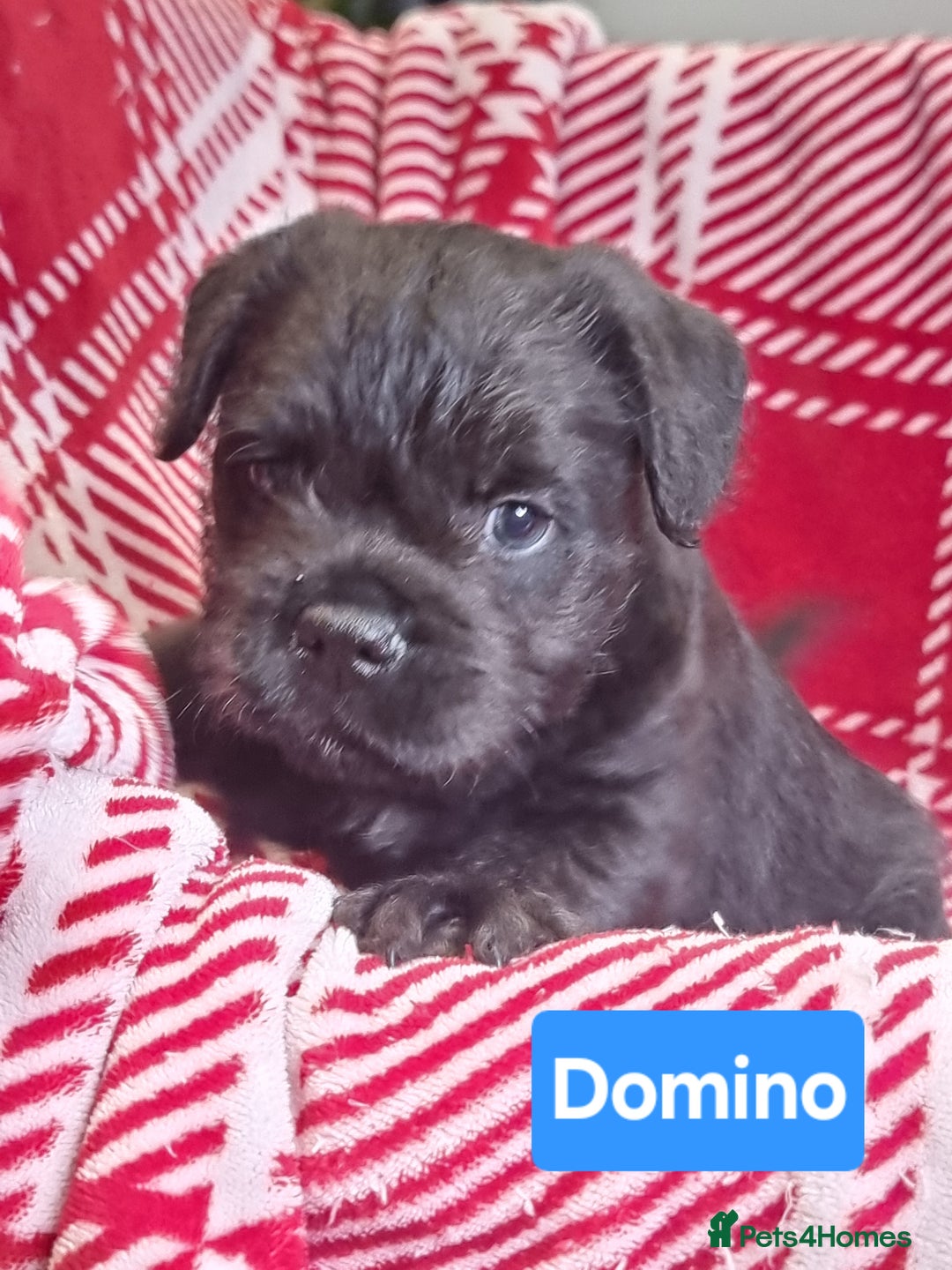 Mixed Breed dogs for sale: French Bulldog × Hungarian Puli Puppies - Advert 1