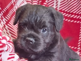 Mixed Breed dogs French Bulldog × Hungarian Puli Puppies - Advert 1