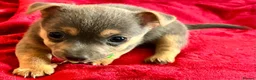 Jack Russell dogs for sale: Beautiful, miniature Much Wenlock Jack Ru - Advert 3