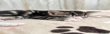 Twin kitten light face 