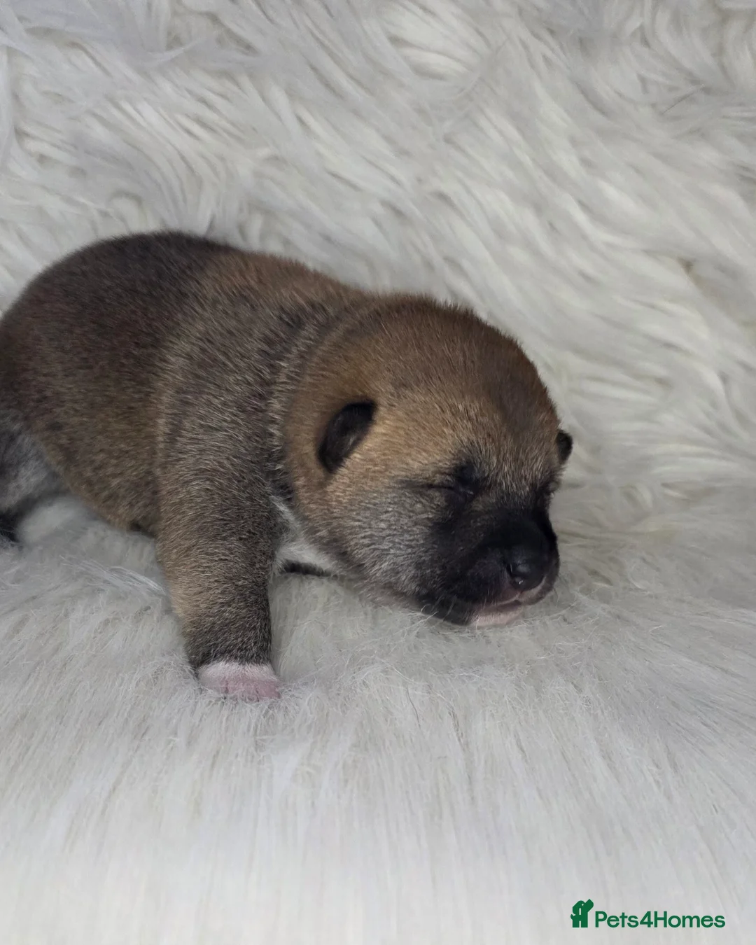 Japanese Shiba Inu dogs for sale: Outstanding Japanese Shiba Inu - Advert 12