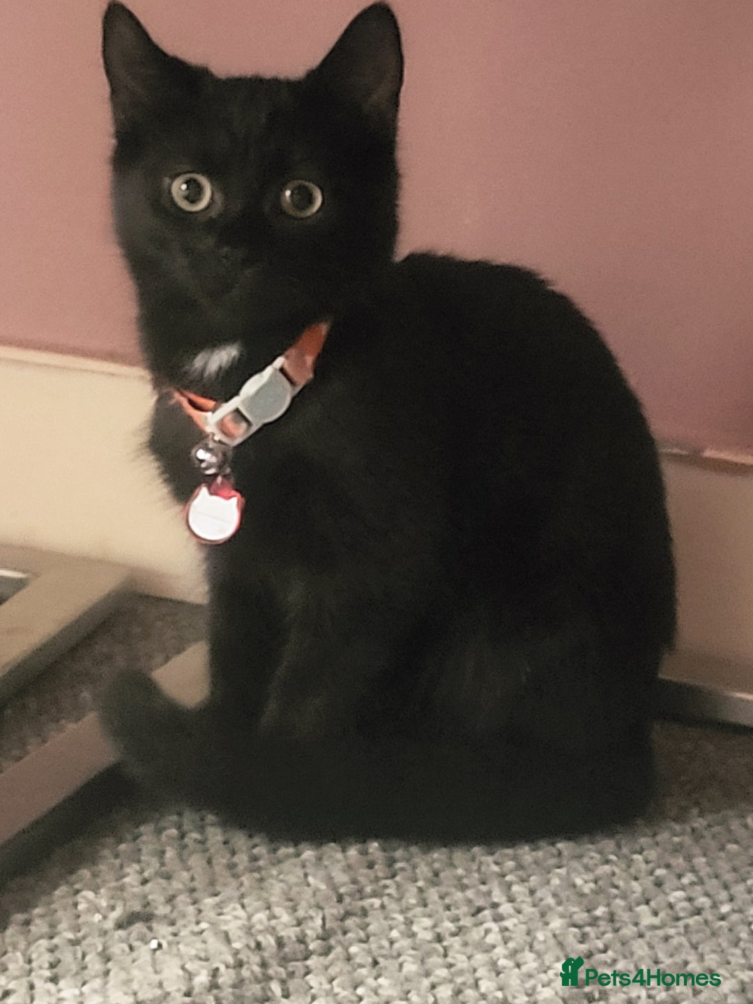 Mixed Breed cats for sale: Lilly needs new home asap - Image 4