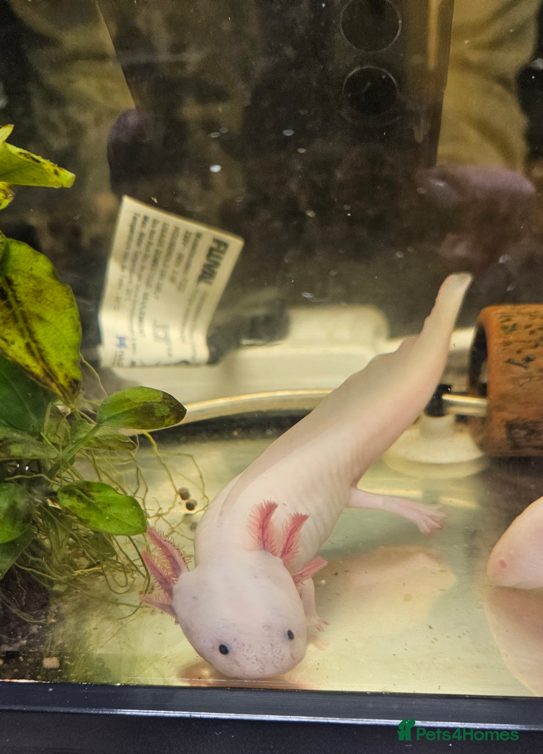 Axolotl reptiles for sale: Two Axolotl need a new home  - Advert 2