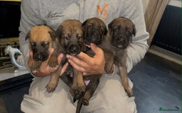 Belgian Shepherd Dog dogs for sale: Belgian malinois  - Image 11