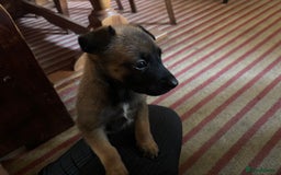 Belgian Shepherd Dog dogs for sale: Belgian Malinois Puppies  - Image 3
