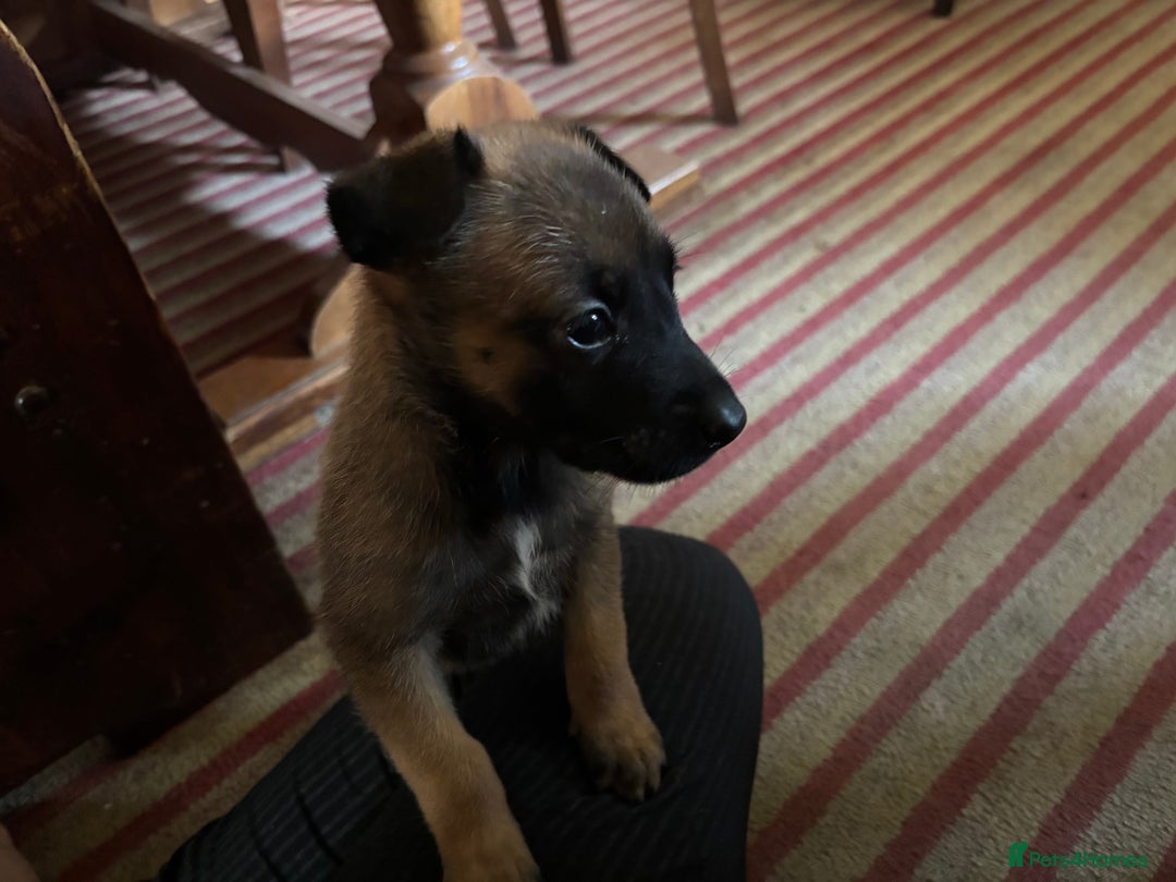 Belgian Shepherd Dog dogs for sale: Belgian Malinois Puppies  - Image 3