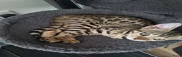 Bengal cats for sale: Pedigree Bengal kittens in West Drayton - Advert 6