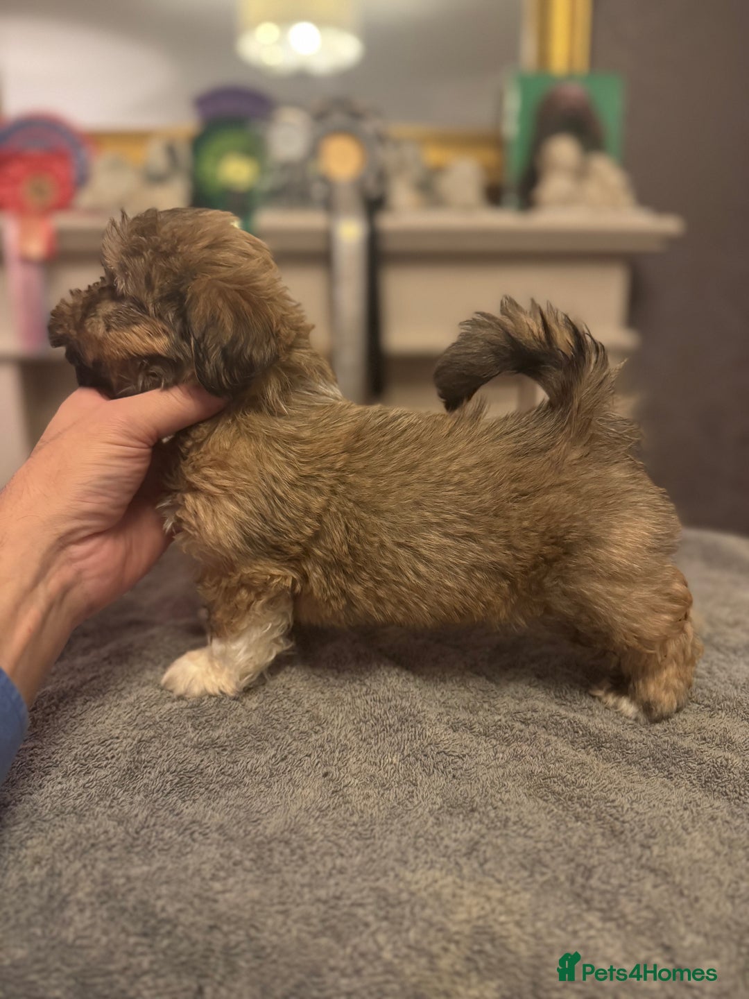 Lhasa Apso dogs for sale: Fabulous KC reg gold male Lhasa apso - Advert 6