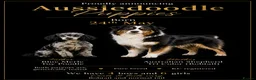 Aussiedoodle dogs for sale: Aussiedoodle F1 Health Tested KC registered parent in Leeds - Advert 3