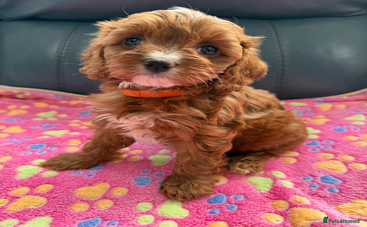 Cavapoo dogs - Advert 4