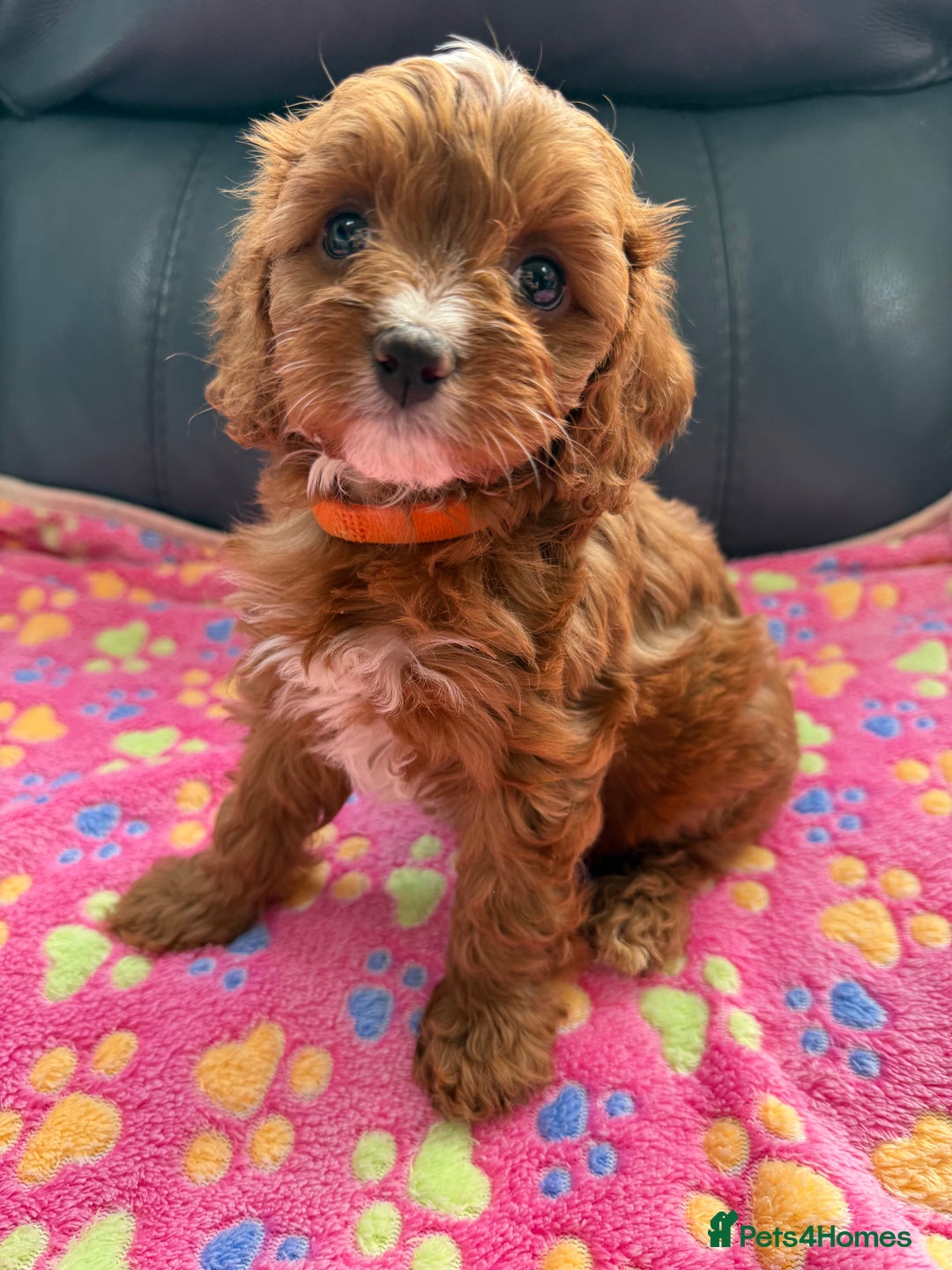 Cavapoo dogs for sale: Outstanding Red F1 cavapoo puppies H/C DNA CLEAR - Image 1