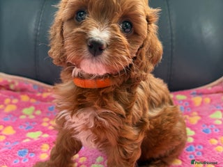 Cavapoo dogs - Advert 25