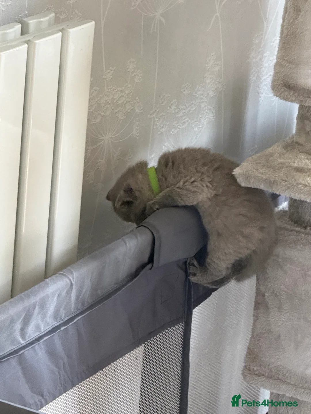 British Shorthair cats for sale: Stunning GCCF BSH - Tortie and Bi colour  - Advert 22