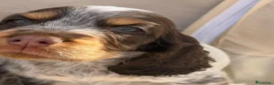 Cocker Spaniel 4